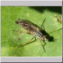 Psilocephala eximia - Stilettfliege 03.jpg